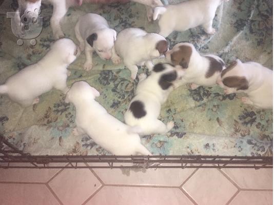 PoulaTo: Jack Russell mini