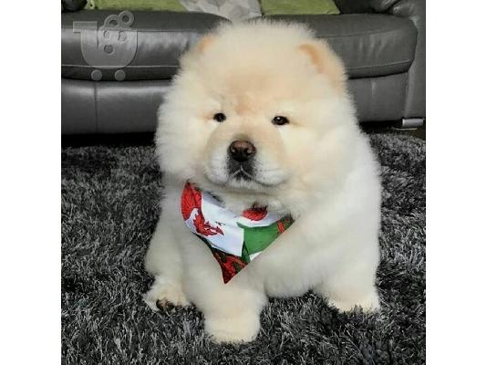PoulaTo: Κουτάβια Chow Chow διαθέσιμα.