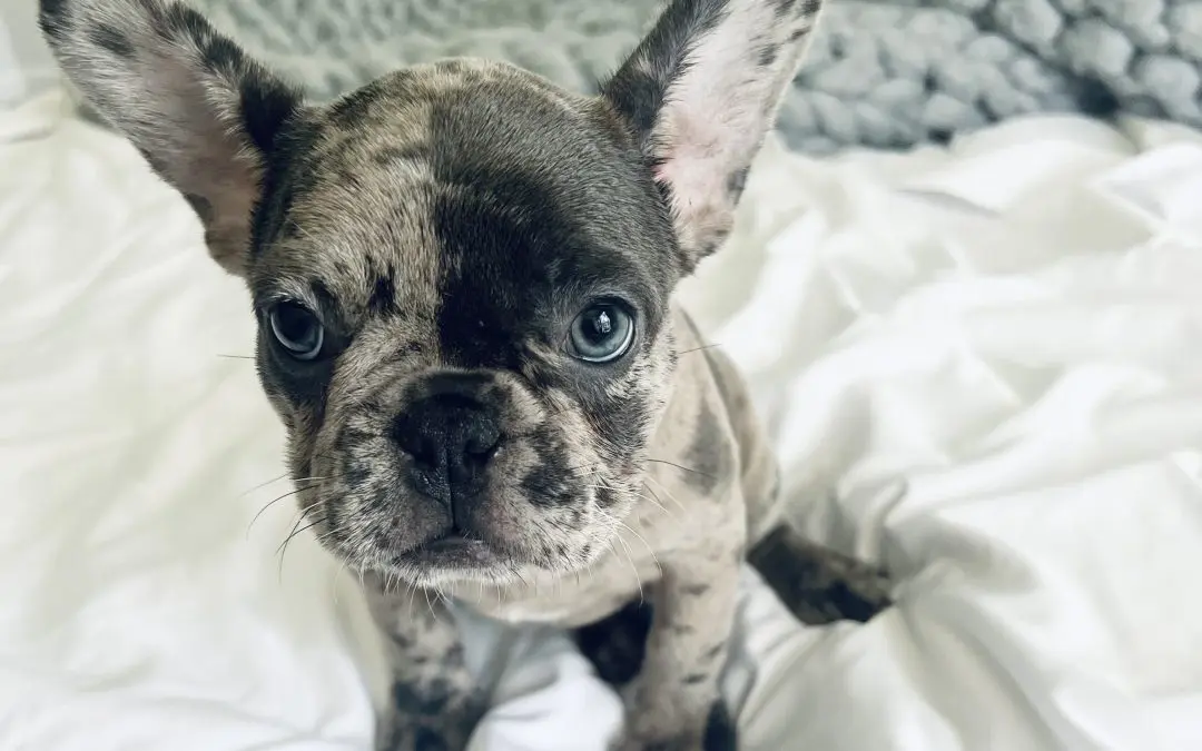 PoulaTo: French bulldog merle