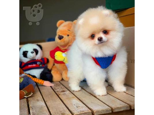 PoulaTo: Γλυκά μικρά Pomeranian κουτάβια