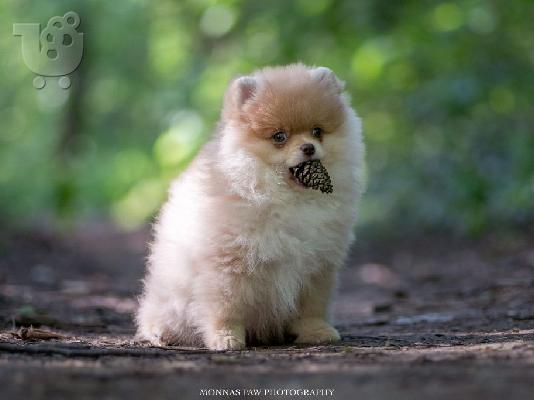 POMERANIAN BOO POPPIES