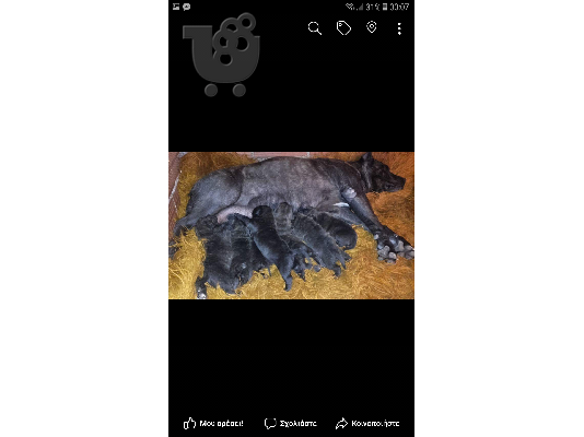 PoulaTo: Puppies presa canario