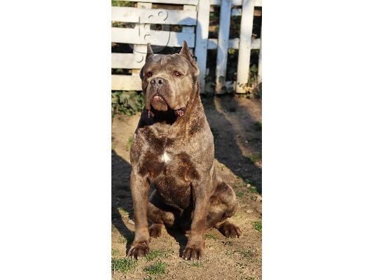 Cane Corso αρσενικό για καρφί