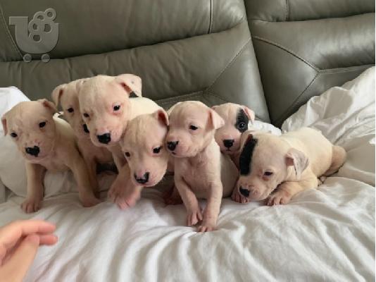 Ενεργά κουτάβια pitbull+34634098453