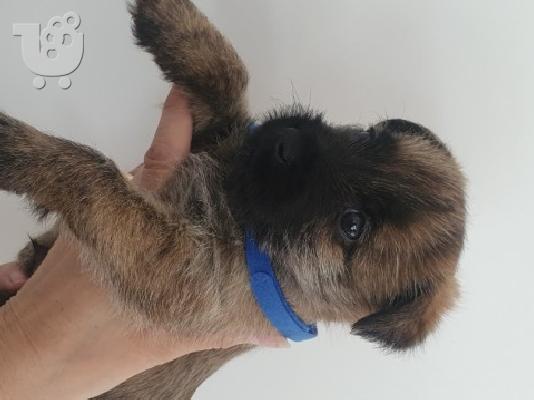 Λατρευτά κουτάβια Cairn Terrier