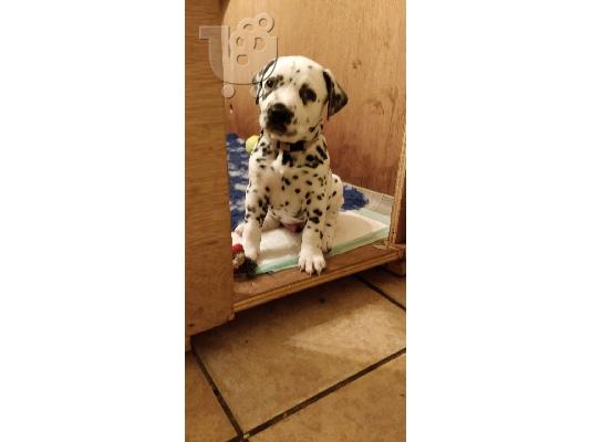 Όμορφα Dalmations κουτάβια προς πώληση