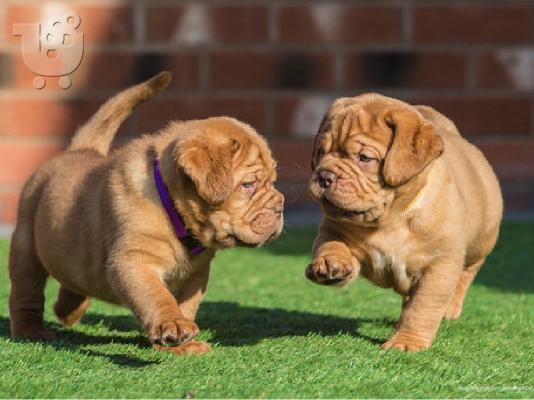 PoulaTo: Χοντρά σκυλάκια De Bordeaux Pups