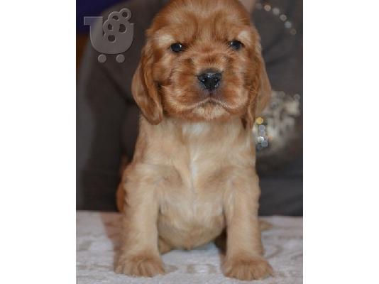 PoulaTo: Cocker spaniel