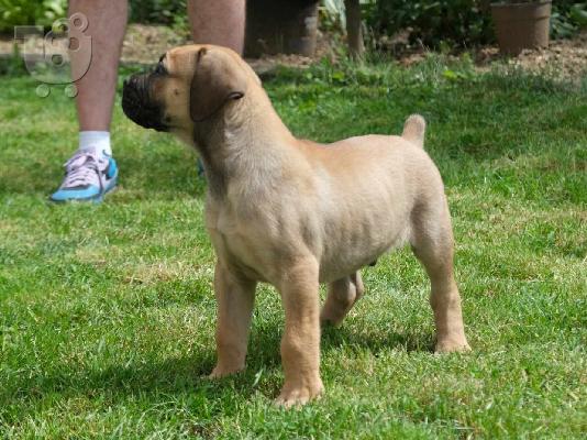 Νοτιοαφρικανικό Μαστίφ Boerboel κουτάβια