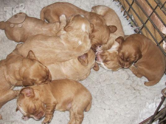 Cocker Spaniel καθαροαιμα ΚΡΗΤΗ 6979314054