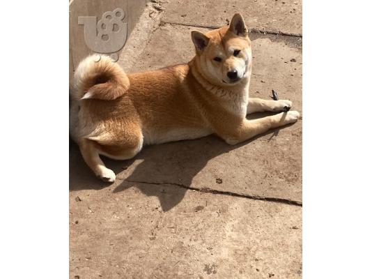 Shiba inu κουτάβια