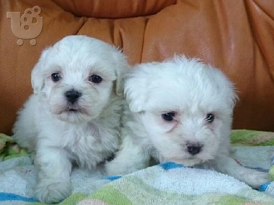 BICHON MALTES