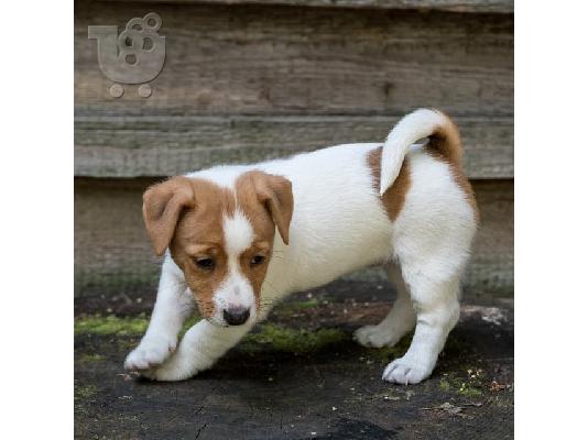 PoulaTo: Λατρευτά κουτάβια του Jack Russell