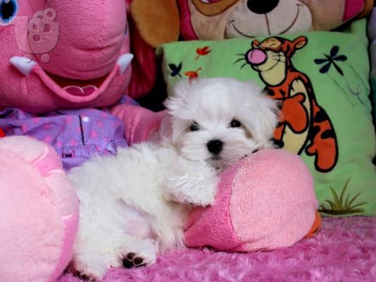 PoulaTo: Maltese{€250}