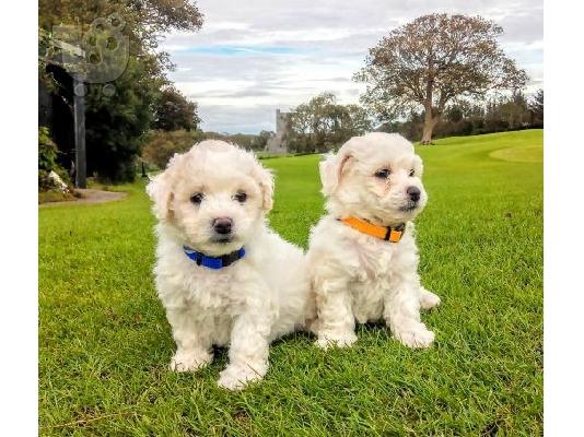 PoulaTo: Bichon Frise Puppies PureBred