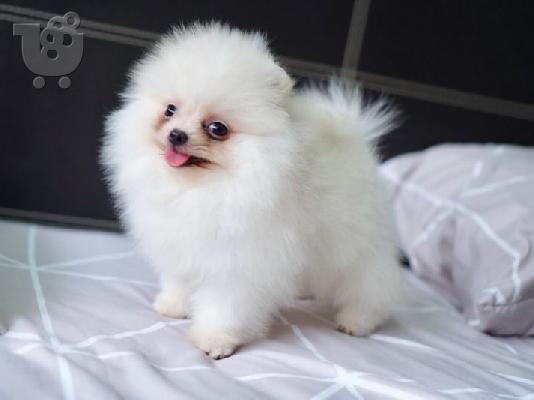 Λευκά κουτάβια Pomeranian προς πώληση και υιοθεσία