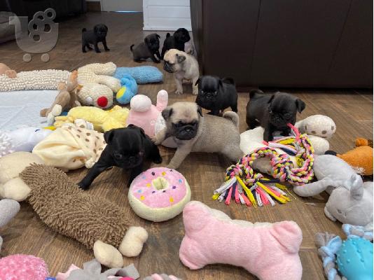 PoulaTo: Όμορφο Pug διαθέσιμο