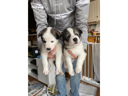 PoulaTo: beuatiful SIBERAN HUSKY κουτάβι διαθέσιμο για υιοθεσία