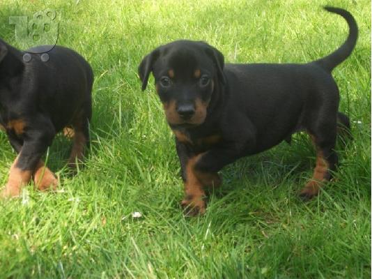 PoulaTo: Αξιολάτρευτα κουτάβια Doberman