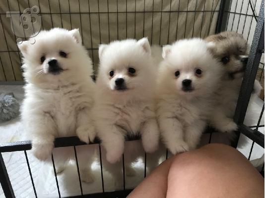 Πανέμορφο Shih Tzu προς πώληση.