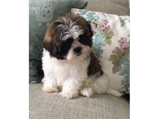 PoulaTo: Όμορφα αυτοκρατορικά μωρά Shih Tzu