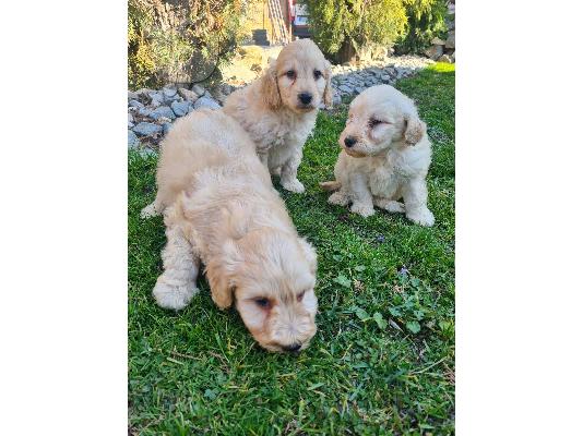 Goldendoodle κουτάβια προς πώληση