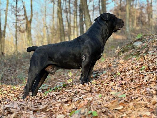 PoulaTo: Νότιο Αφρικανικό Μαστίφ – Boerboel Κουτάβια