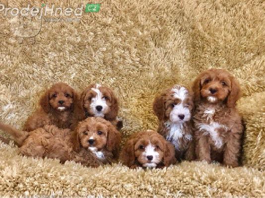 Το υπέροχο cavapoo μας είχε μια γέννα από 6 κόκκινα