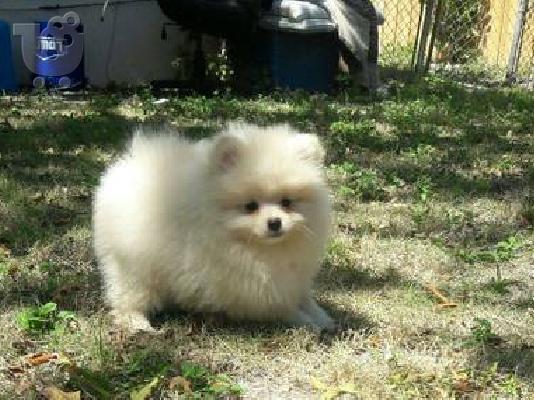 PoulaTo: Τα κουτάβια Pomeranian Purebian διαθέσιμα