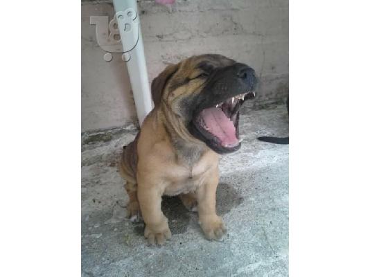 Presa Canario
