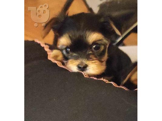 PoulaTo: Γιορκσάιρ τεριέ (Yorkie) κουτάβια