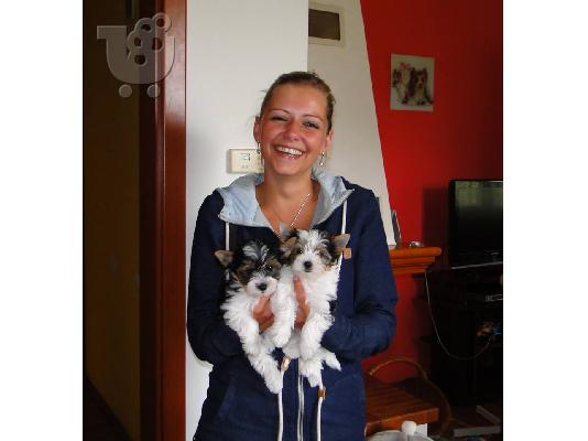 Χαριτωμένο καθαρόαιμο κουτάβι biewer yorkshire terrier