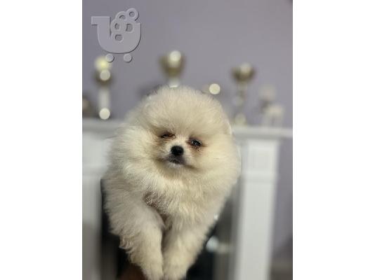 PoulaTo: Pomeranians, κουτάβια κορυφαίων γραμμών αίματος και ομορφιάς