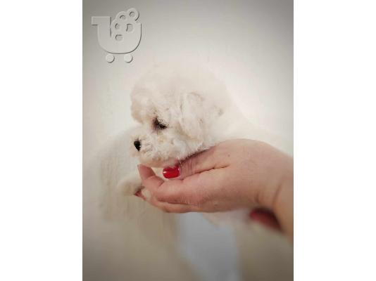 Bichon Frize κουτάβι προς πώληση