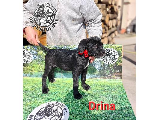 Cane Corso κουτάβια