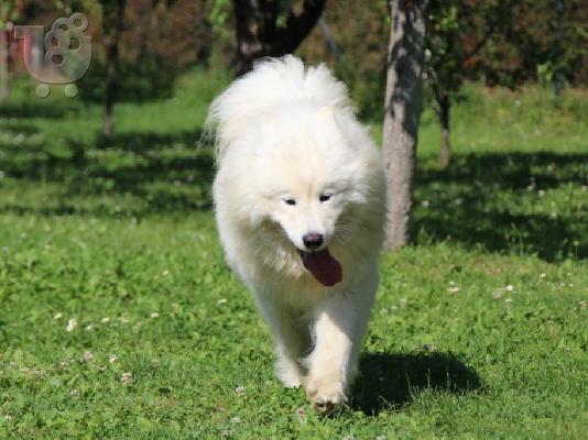 Samoyed όμορφο κουτάβι