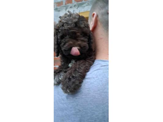 PoulaTo: Lagotto Romagnolo κουτάβια