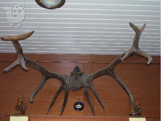 PoulaTo: Kέρατα Ελαφιου