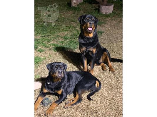 ROTTWEILER ΡΟΤΒΑΙΛΕΡ ΘΕΣΣΑΛΟΝΙΚΗ