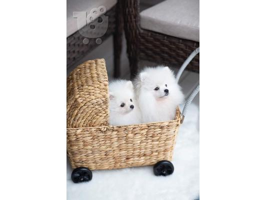 PoulaTo: Καταπληκτικά κουτάβια από Pomeranian!