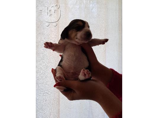 Μπίγκλ Beagle