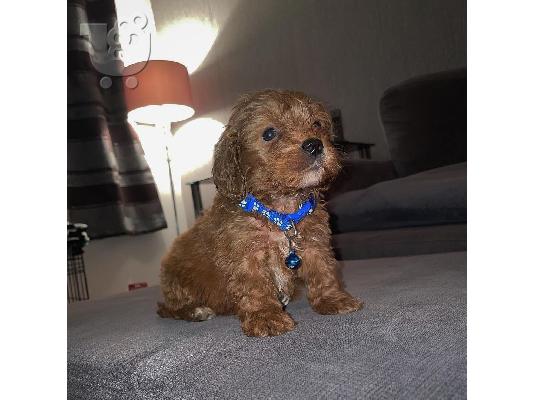 PoulaTo: Maltpoo puppy is now ready for adoption