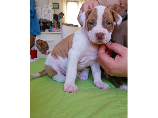 pit bull puppies
