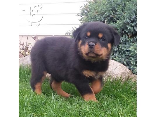 PoulaTo: Ειδικά μικρά κουτάβια Rottweiler