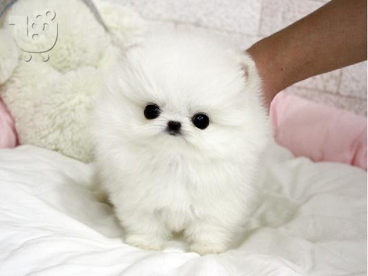 PoulaTo: Pomeranian κουτάβια