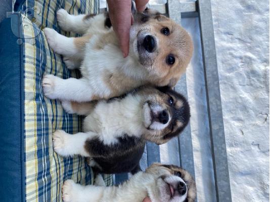PoulaTo: Αξιολάτρευτο Ουαλικό Corgi Pembroke