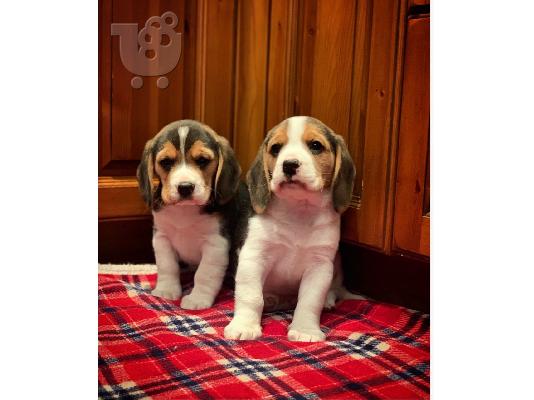 PoulaTo: Πώληση κουτάβια Nice Beagle.