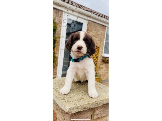 PoulaTo: Αγγλικά κουτάβια Springer Spaniel