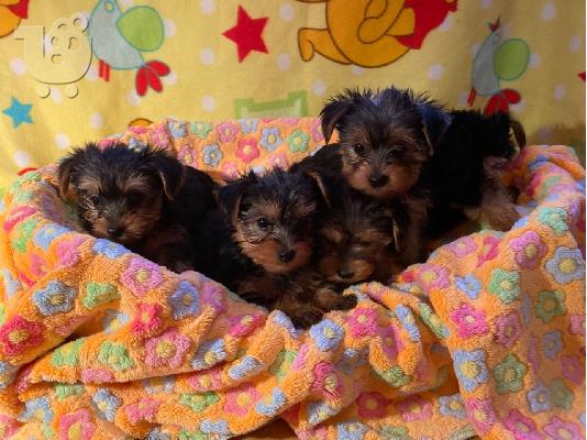 PoulaTo: Διατίθεται Yorkshire Terrier