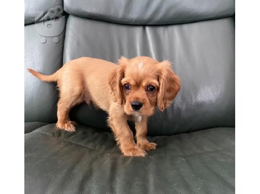 υπέροχα κουτάβια King Charles Spaniel